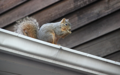 Florida Wildlife Can Wreak Havoc On Your Roof