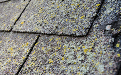 The Real Cost of Ignoring Moss and Algae on Your Roof